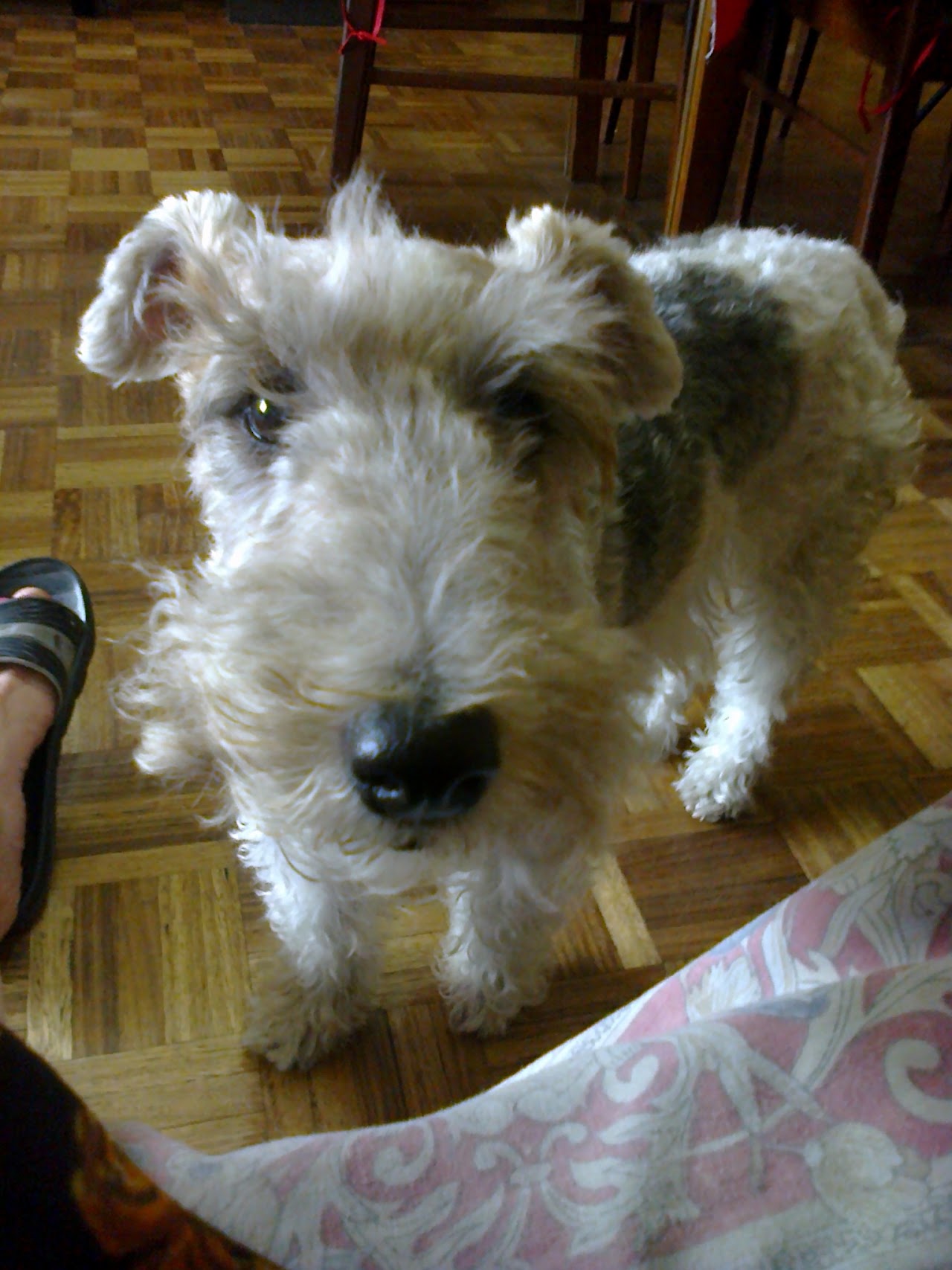 Paciente real de A Flores Veterinaria Granaderos
